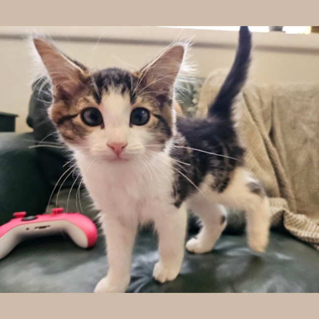 Photo of Rumble