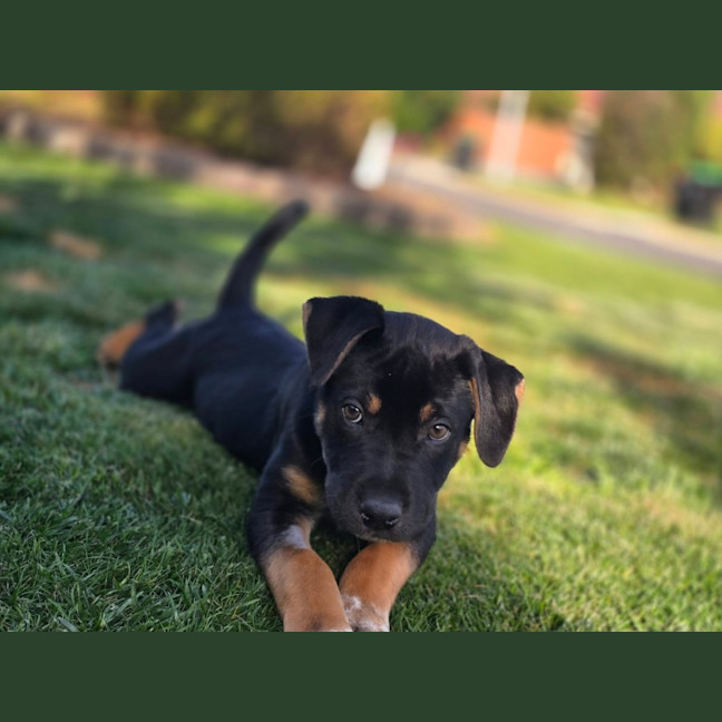 Photo of Hugo