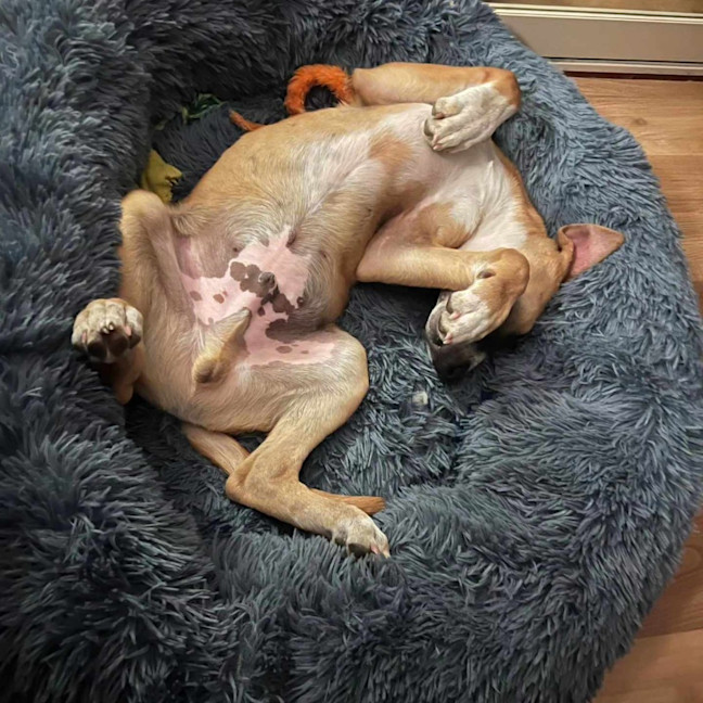 Photo of Peanut