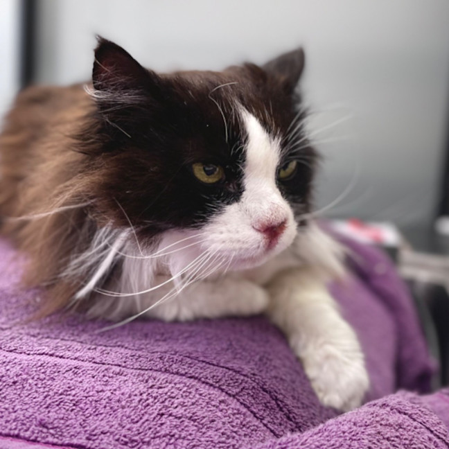 Photo of Noodles   Long Term Foster Needed