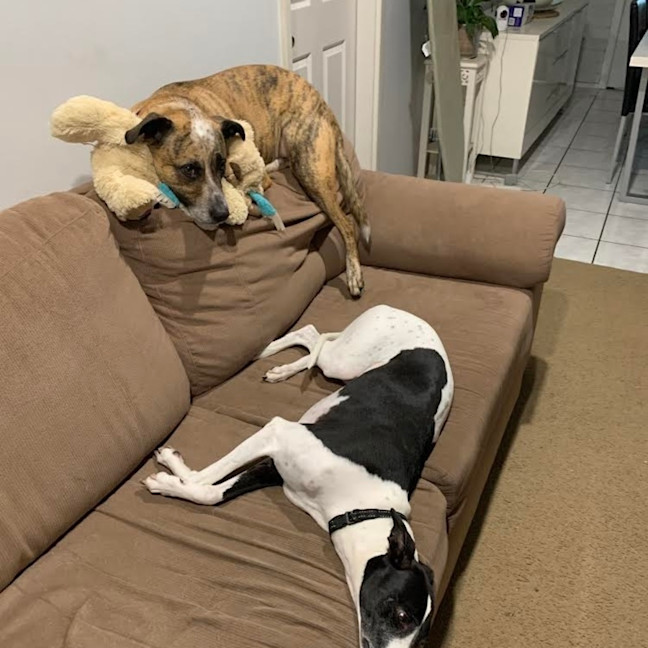 Photo of Stella   Assisted Rehome 💫