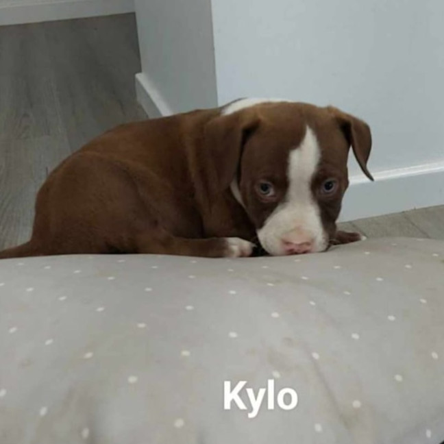 Photo of Kylo