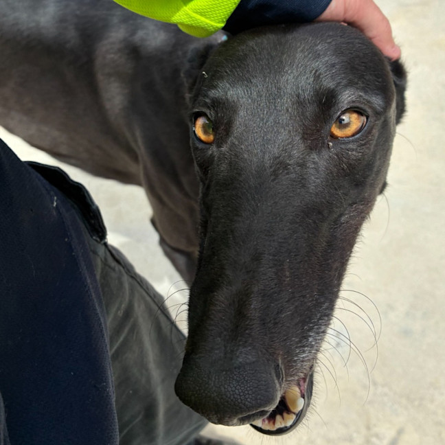 Photo of Stinky The Greyhound