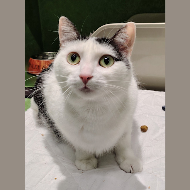 Photo of Binky