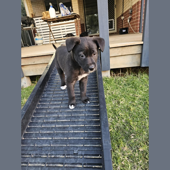 Photo of Willow