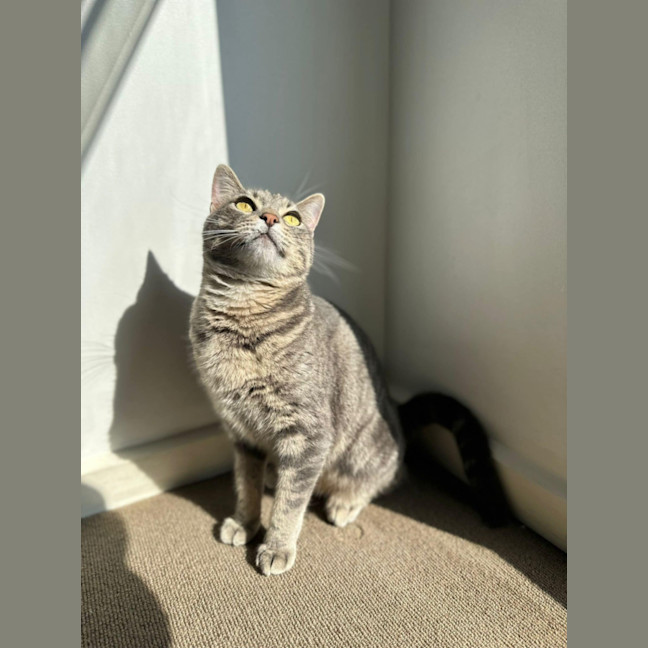 Photo of Chevy
