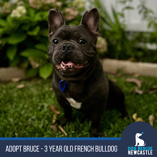 Photo of Bruce   3 Year Old French Bulldog (Hold)