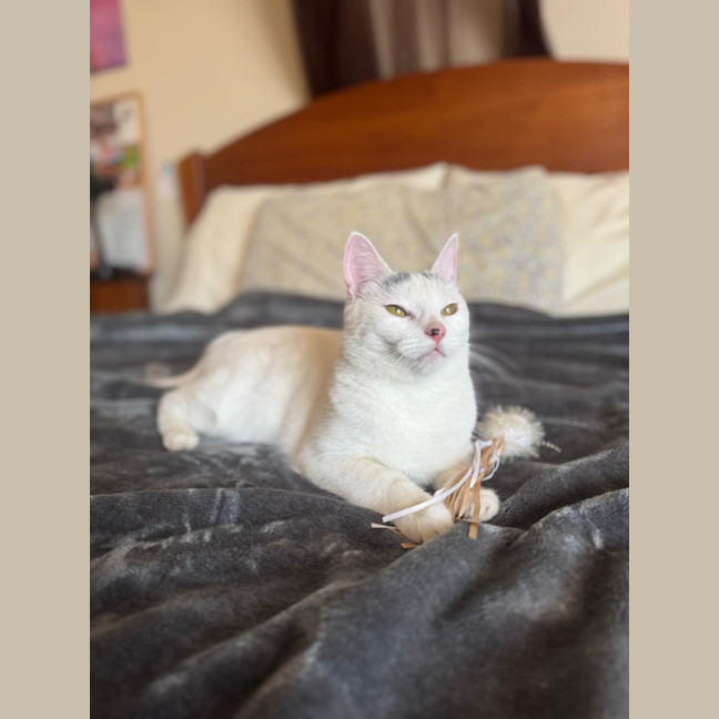 Photo of Tia   Located In Fawkner