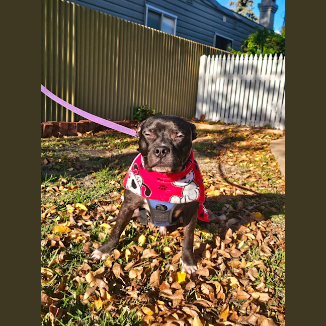 Photo of Frodo