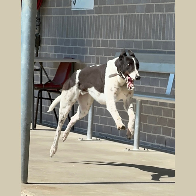 Photo of Marshmallow