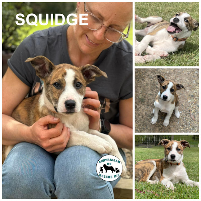 Photo of Squidge