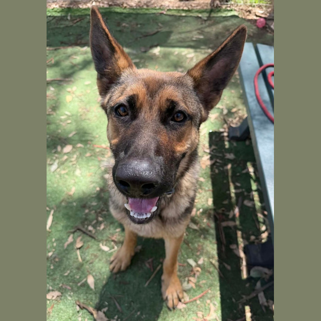 Photo of Chico 