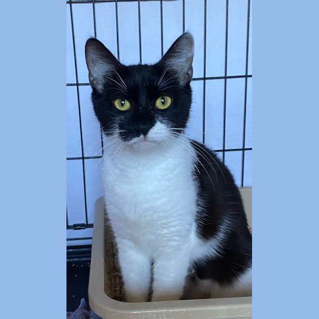 Photo of Shadow