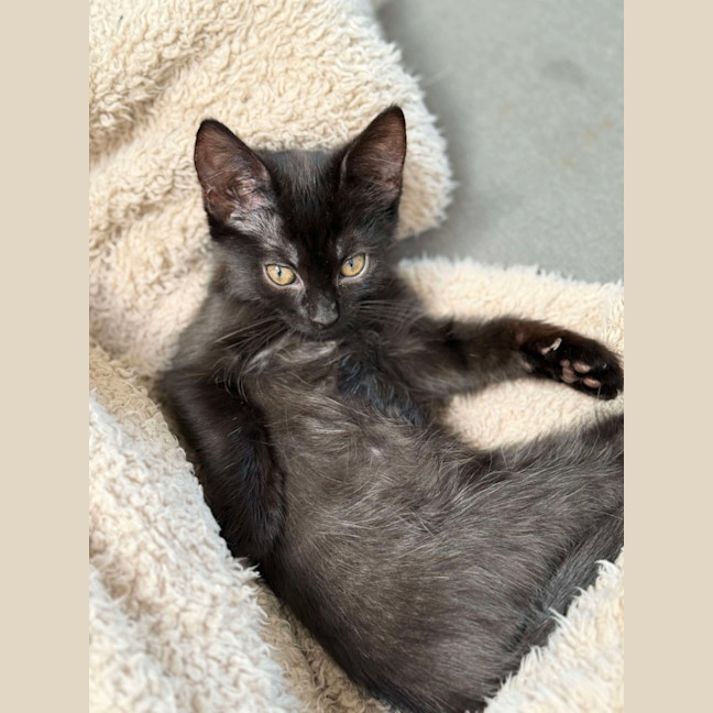 Photo of Adam And Alba   Beautifully Bonded ❤️