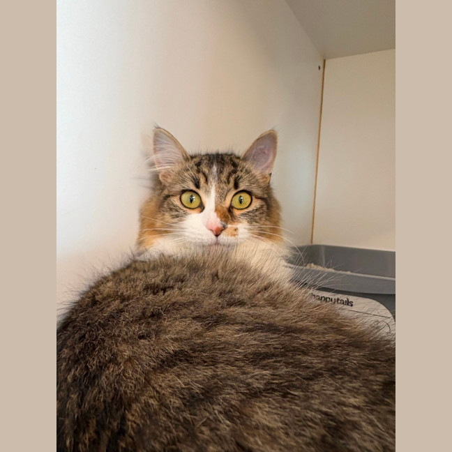Photo of Luna