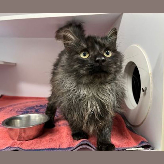 Photo of Munchkin