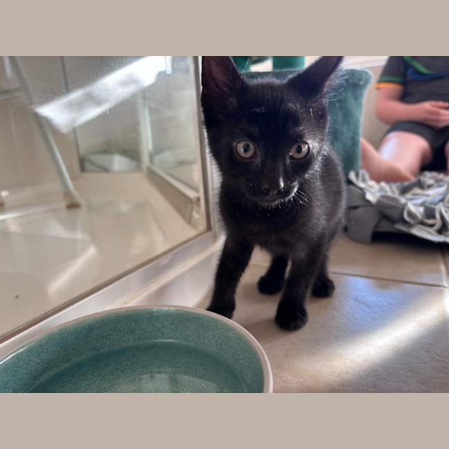 Photo of Sulley Meet Me@Petstock Keysborough 