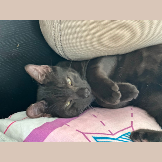 Photo of Myles The Black Panther