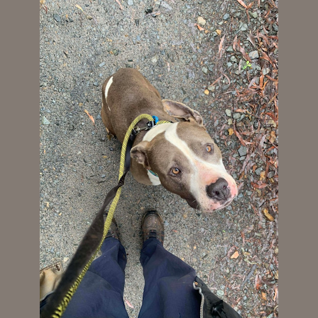 Photo of Koda