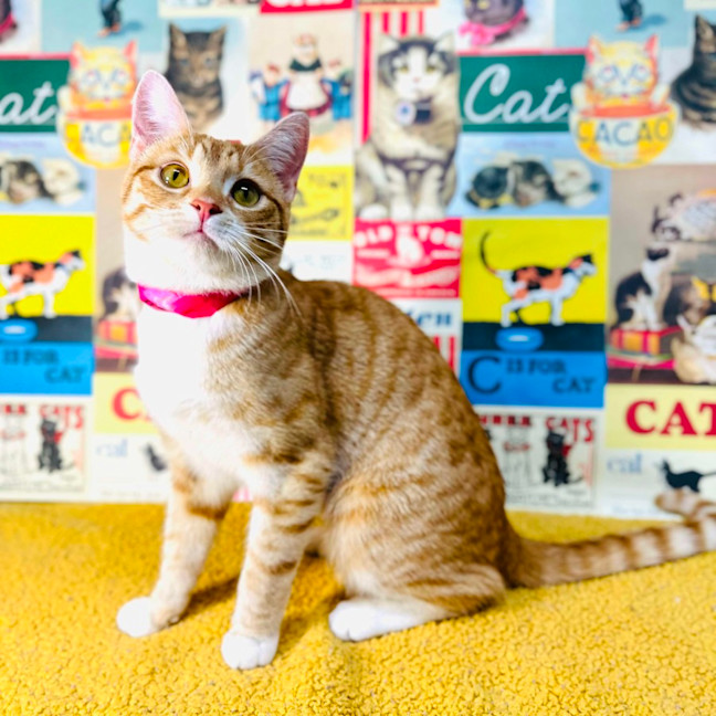 Photo of Fudge   Located In Preston 