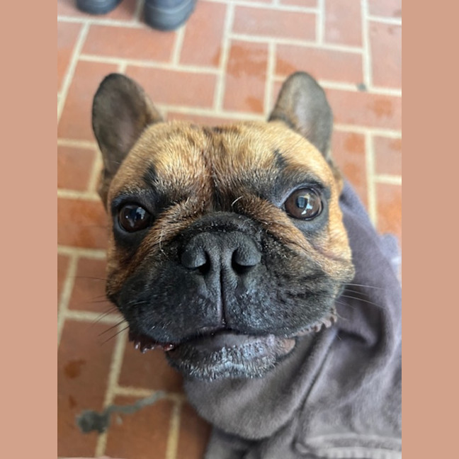 Photo of Buckley   3 Year Old French Bulldog