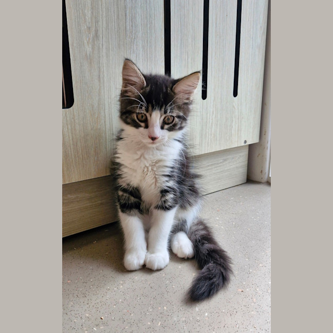 Photo of C1410 Kenzo 