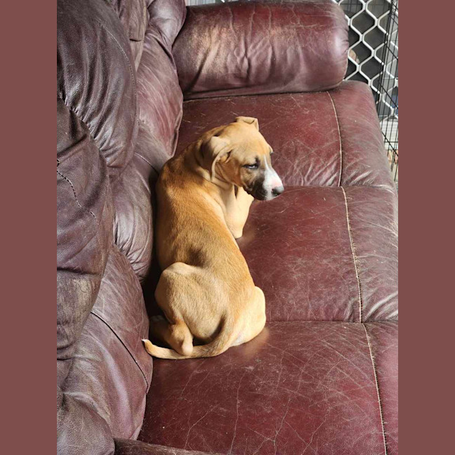 Photo of Amber