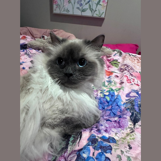 Photo of Nixie