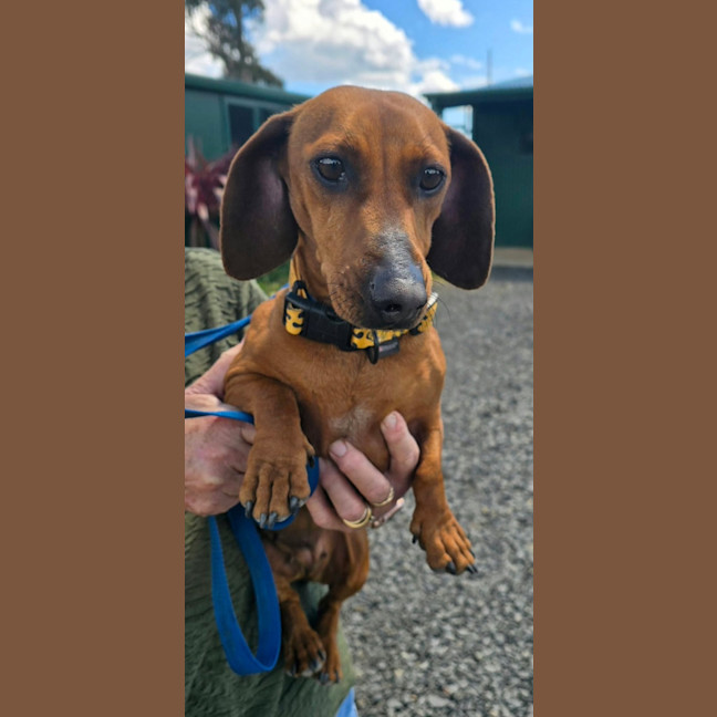 Photo of Rosie