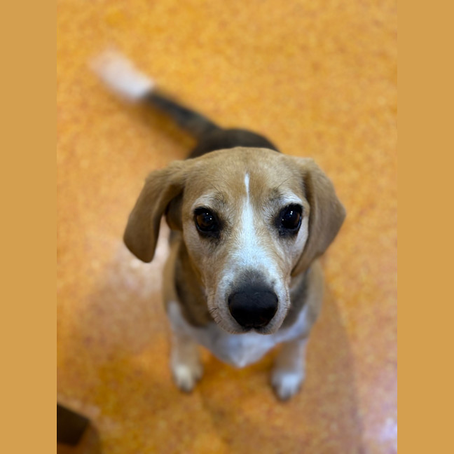 Photo of Patch