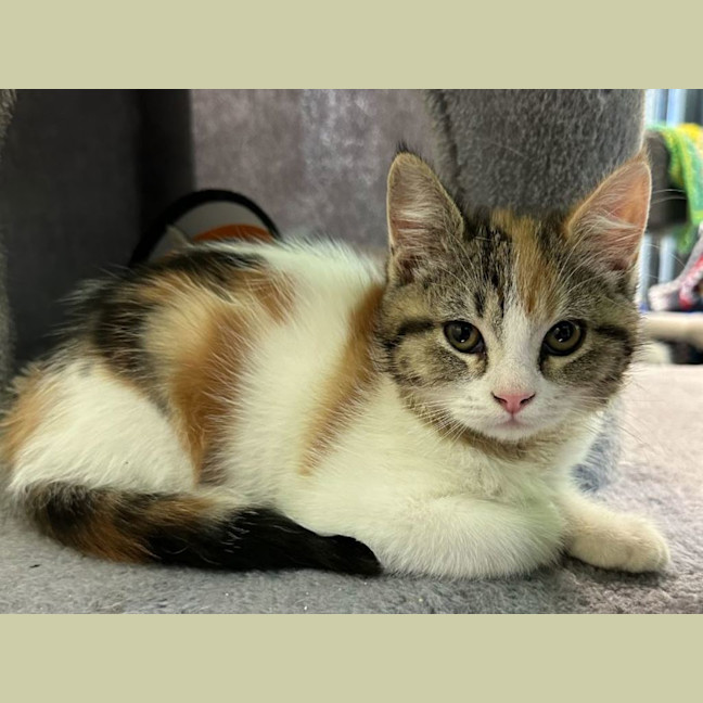 Photo of Leticia The Lemon