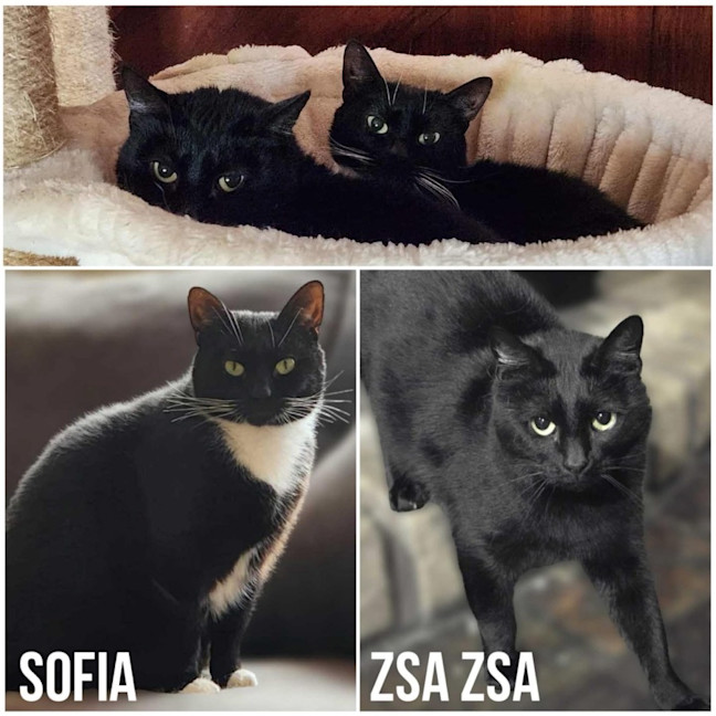 Photo of 7295/7   Zsa Zsa & Sofia