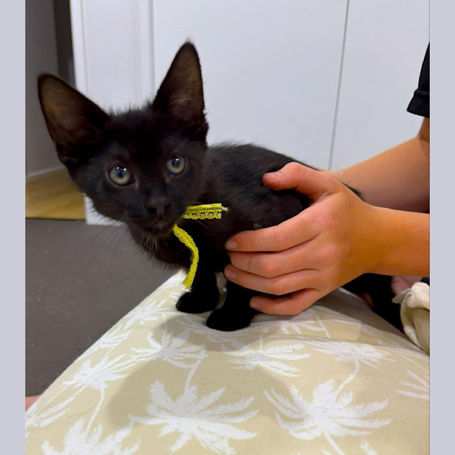 Photo of Shadow