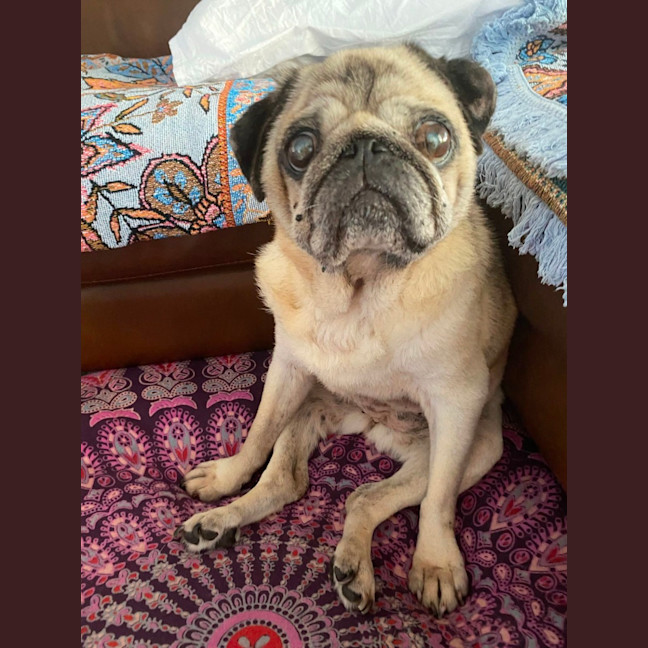 Photo of Blossom 🌸