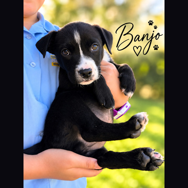 Photo of Banjo