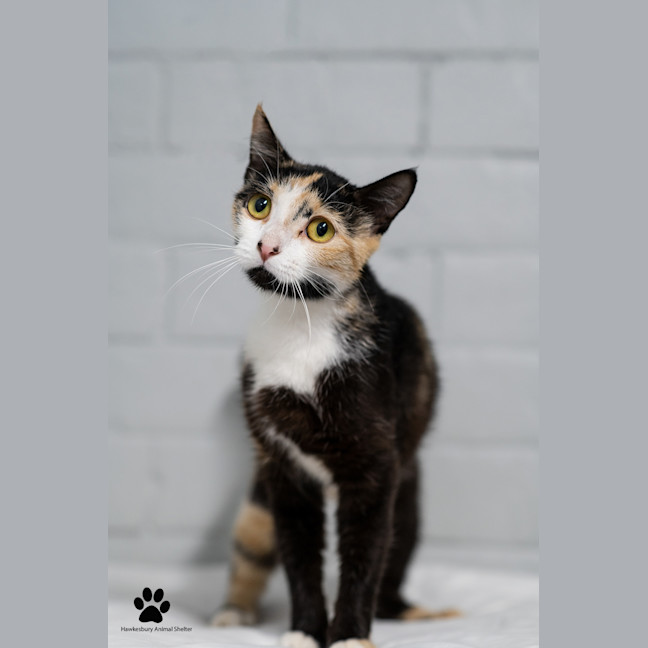 Photo of Sparkle