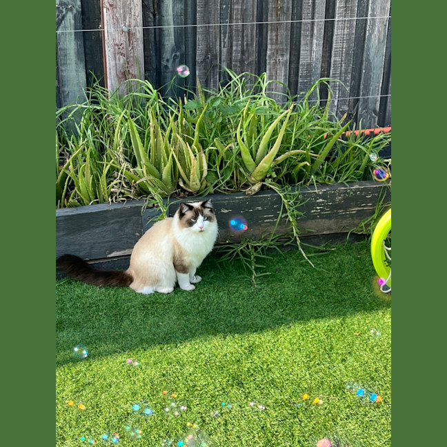 Photo of Bobo 