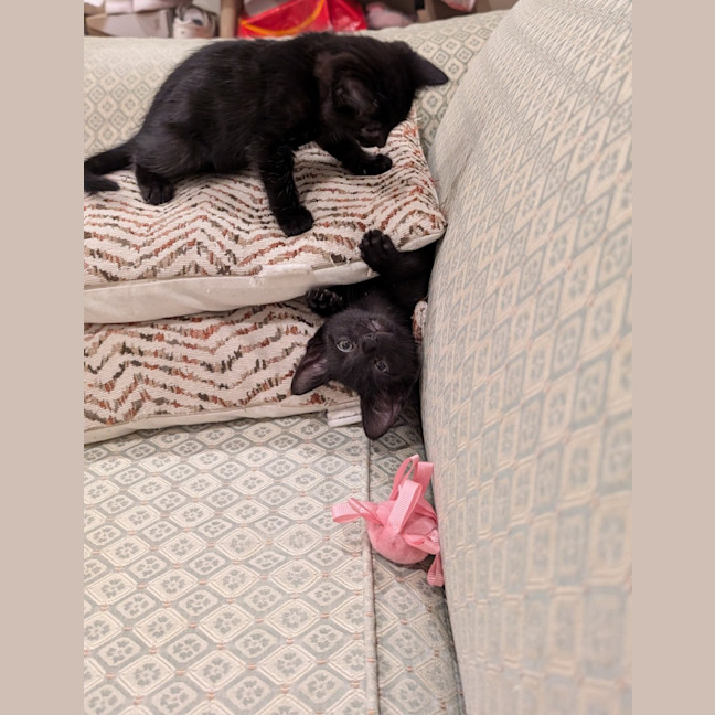 Photo of Quinoa And Sandwich