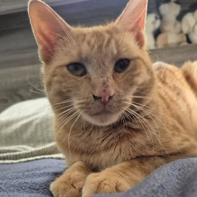 Photo of Alfie