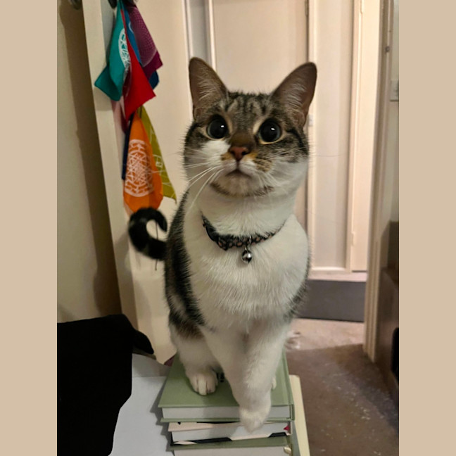 Photo of Bunny *9 Lives Project Rescue*