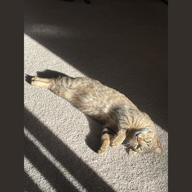 Photo of Nugget