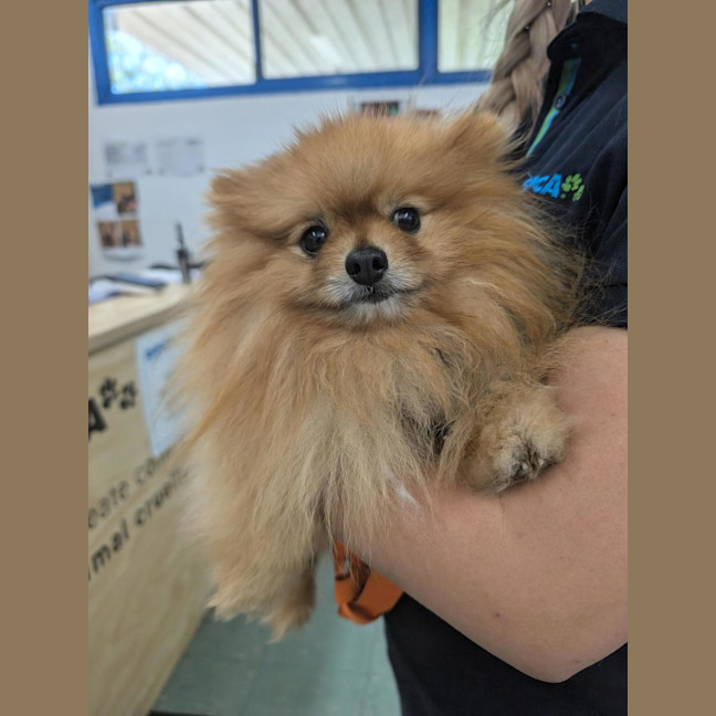 Photo of Peanut