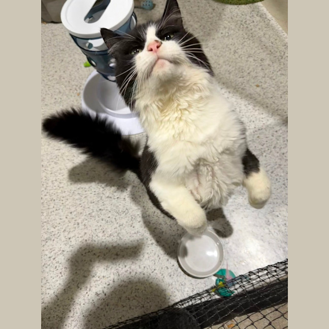Photo of Catman