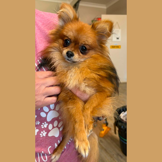 Photo of Bailey