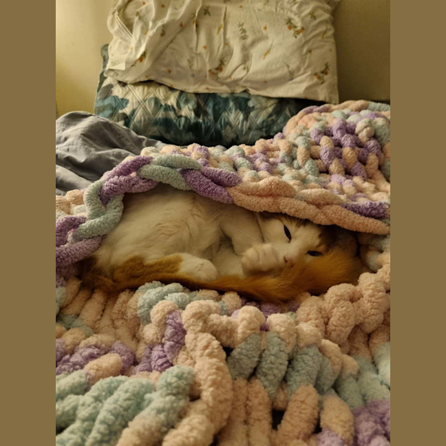 Photo of Mr Peaches (Assisted Rehome)