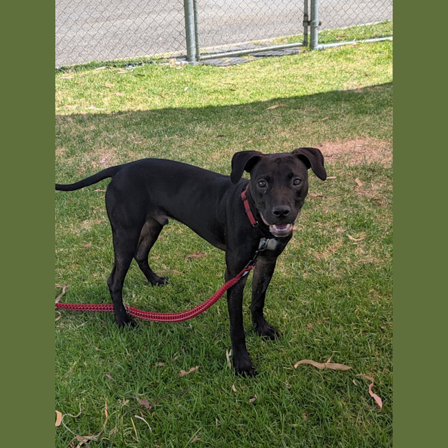 Photo of Louie