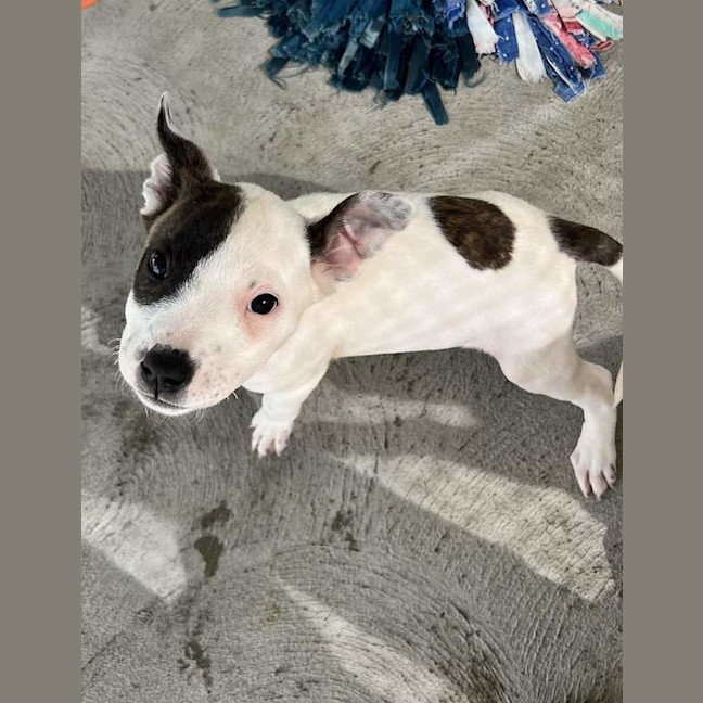 Photo of Sadie
