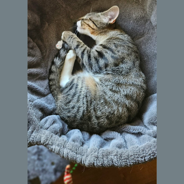 Photo of Aura * 9 Lives Project Rescue*