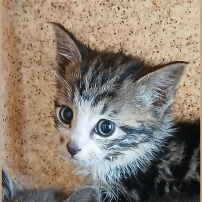 Photo of Smudge