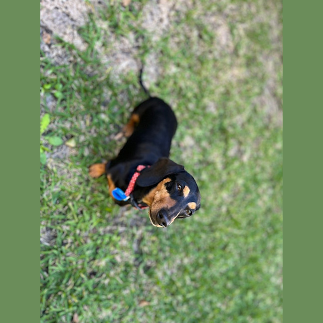 Photo of Daisy